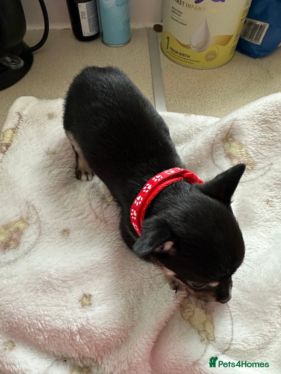 Mixed Breed dogs for sale: Jack chi puppies - Image 5