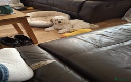 Mixed Breed dogs for sale: Gorgeous male looking for new home 🏡  - Image 2