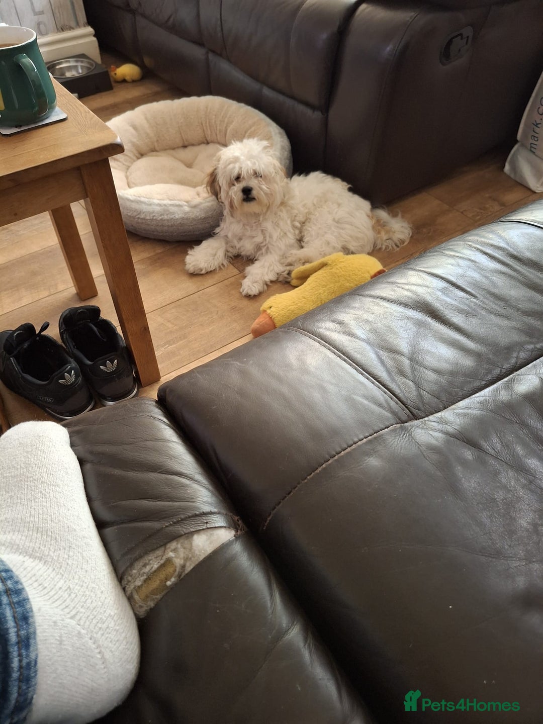 Mixed Breed dogs for sale: Gorgeous male looking for new home 🏡  - Image 2