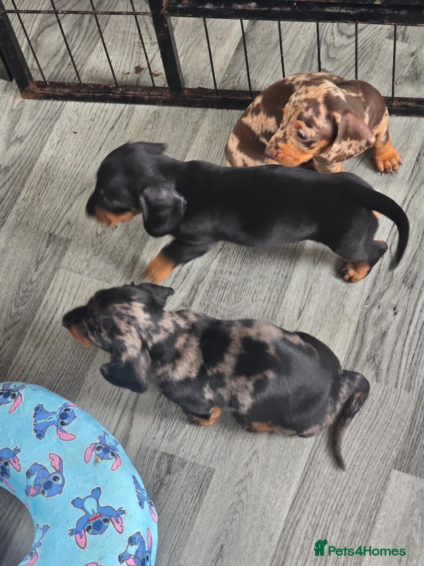 Dachshund dogs Minature Dachshund puppies - Advert 12