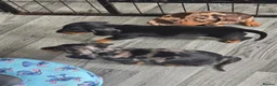 Dachshund dogs for sale: Minature Dachshund puppies 1 boy left! - Advert 4