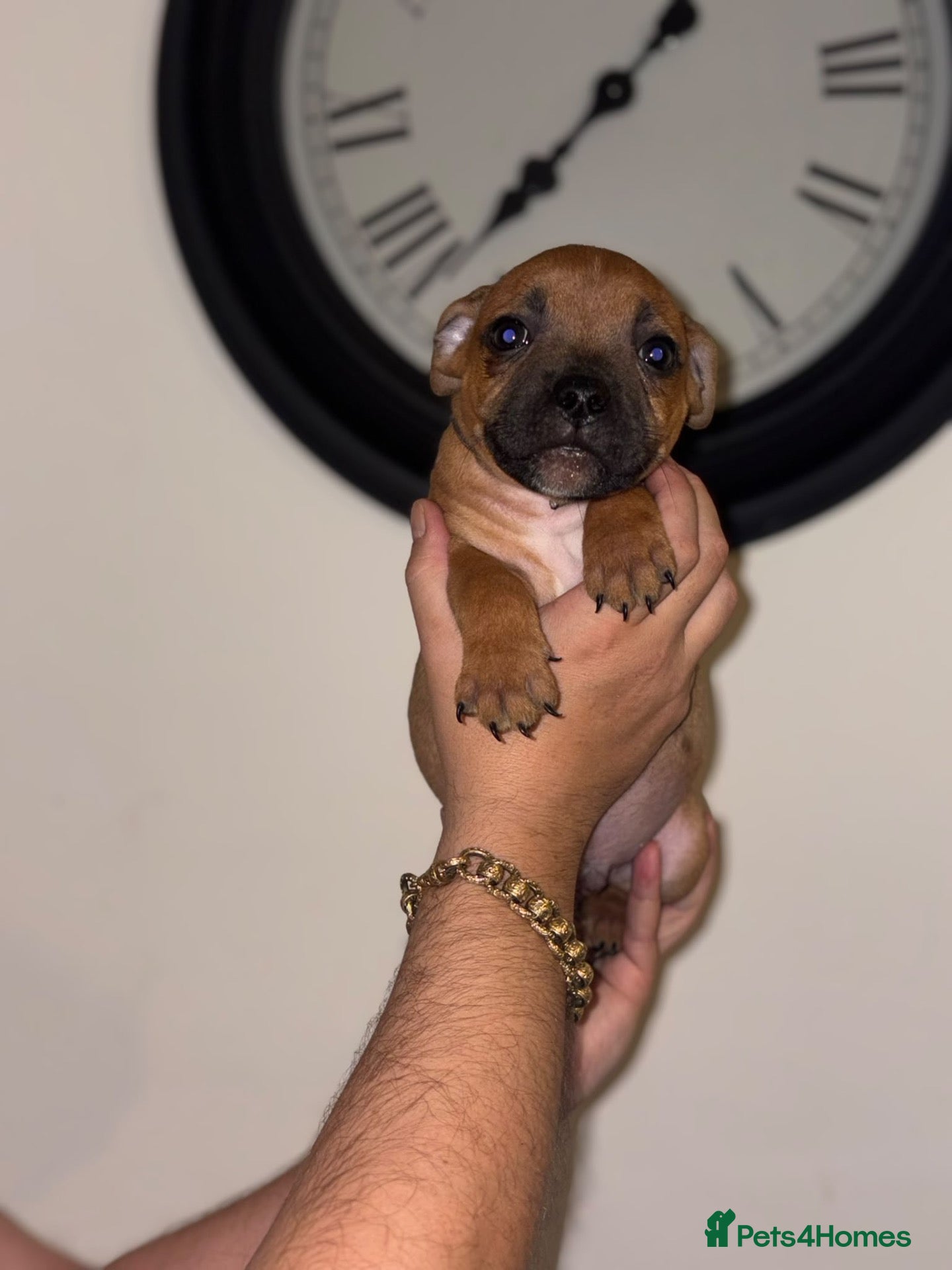 Staffordshire Bull Terrier dogs KC Red S.B.T 1 BOY, READY NOW  ❤️🏆🩸 - Advert 2