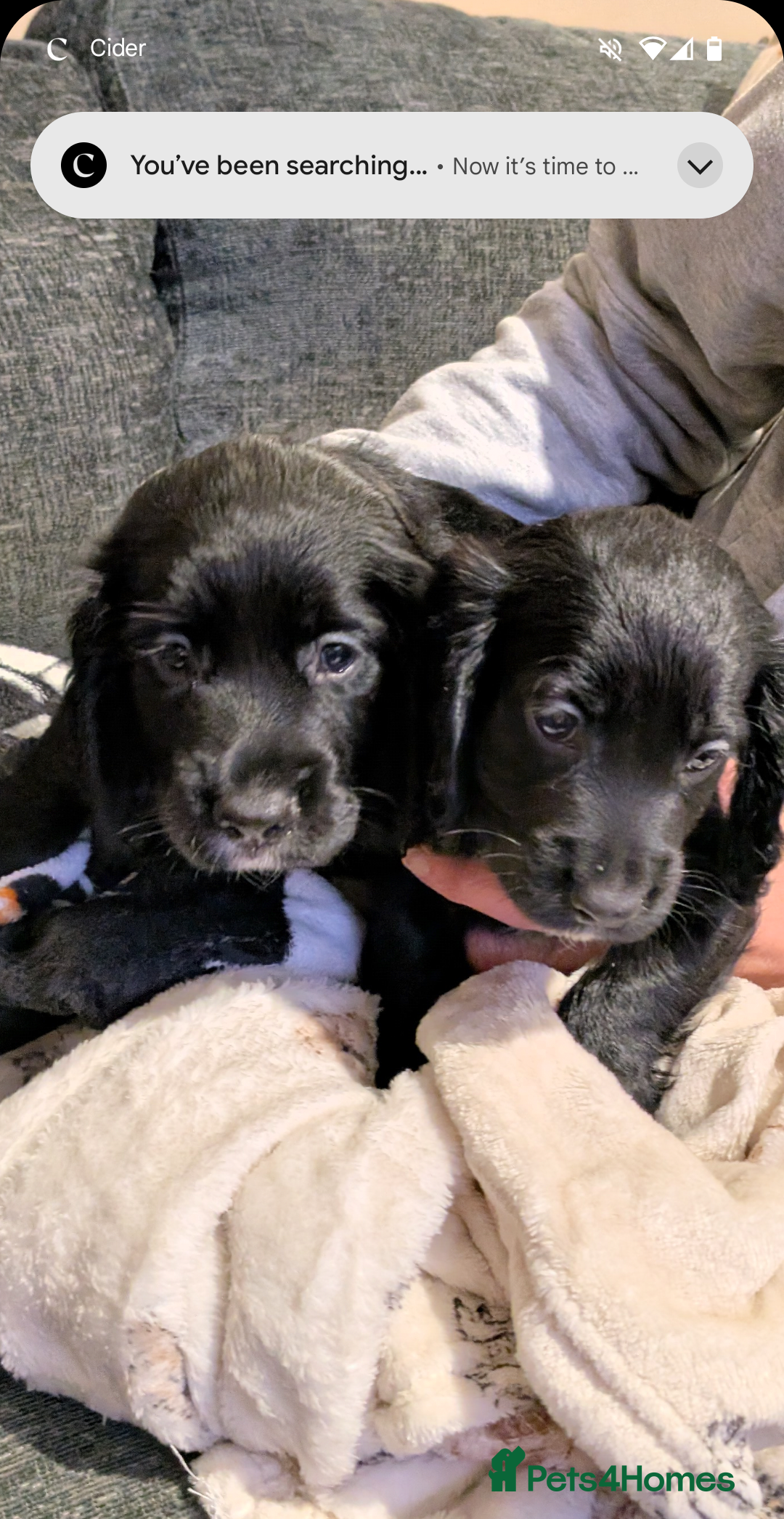 Cocker Spaniel dogs for sale: Beautiful cocker spaniel pups - Image 1