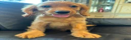Cockapoo dogs for sale: 3 playful  F1  cockapoo boys ready to leave - Advert 9