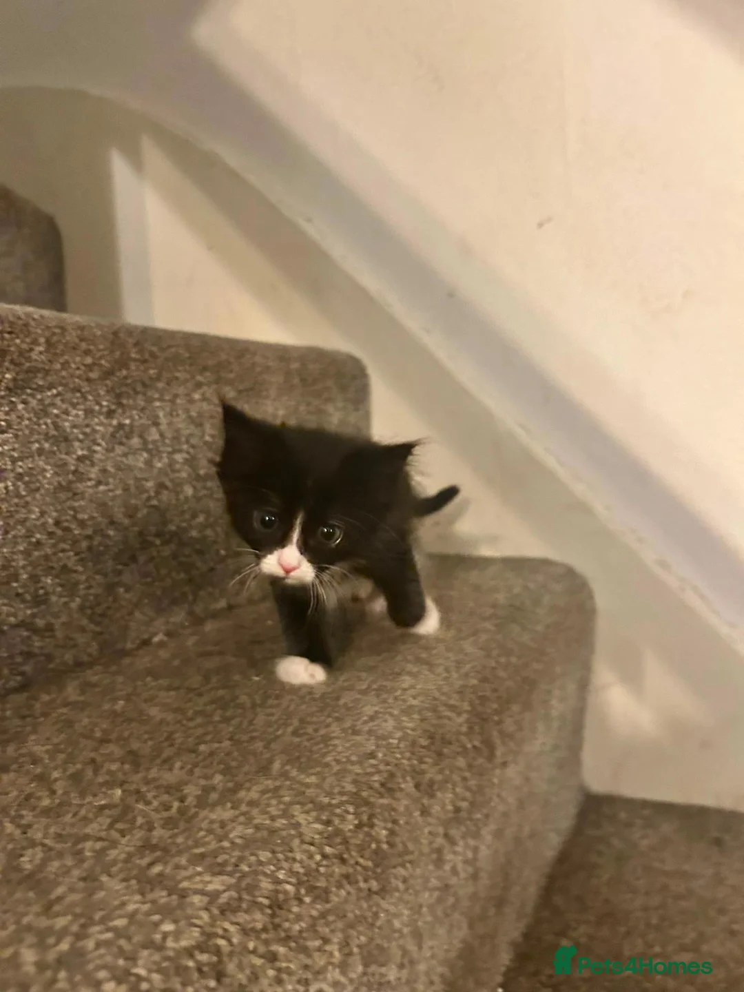Domestic Shorthair cats for sale: Amazing kittens  in London - Advert 9