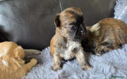 Shih Tzu dogs for sale: Stunning Rare Brindle Imperial Shih Tzu puppies - Image 35
