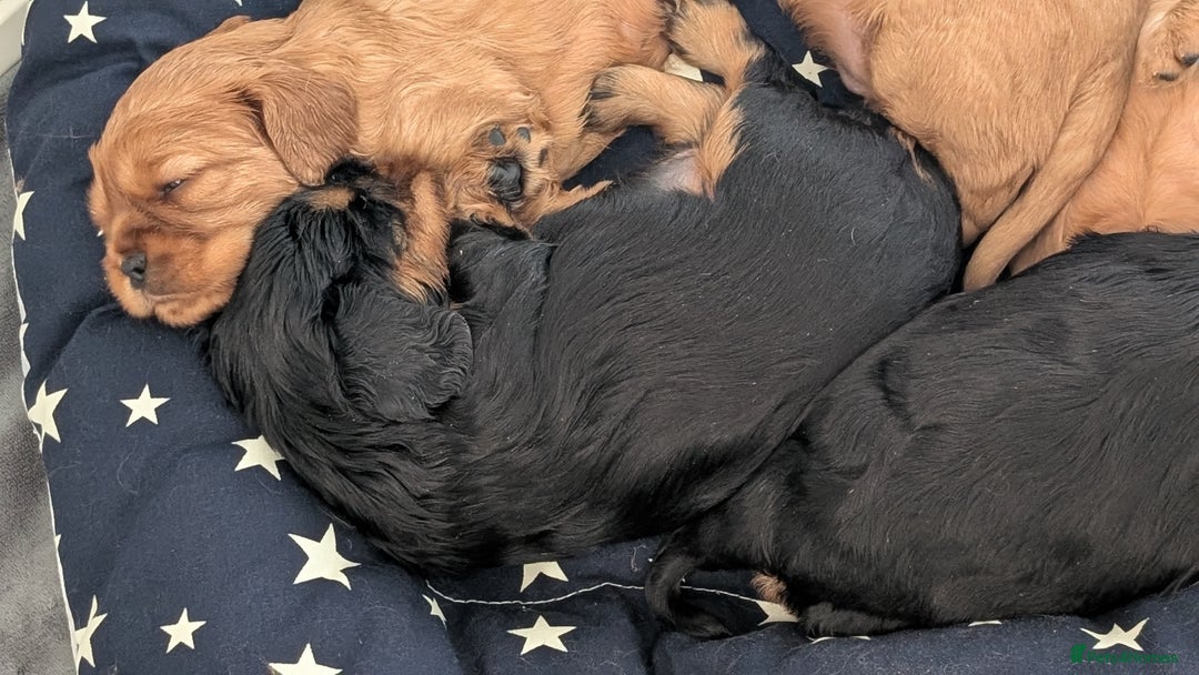 Cavalier King Charles Spaniel dogs for sale: Cavalier King Charles Spaniels beautiful pups - Image 7
