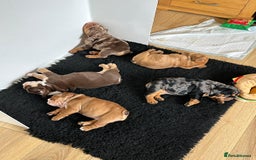 English Bulldog dogs for sale: Amazing litter of English bulldogs - Image 10