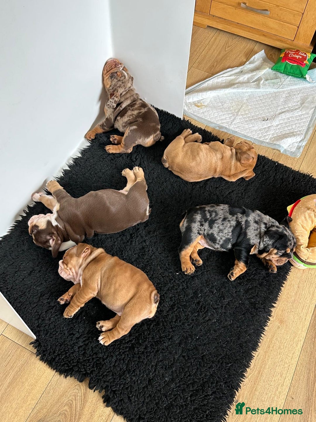 English Bulldog dogs for sale: Amazing litter of English bulldogs - Image 10