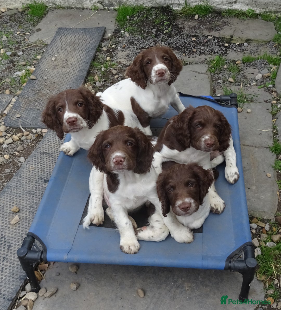 English Springer Spaniel dogs for sale: English Springer Spaniel Puppy 2 - English Springer Spaniel Puppies - Image 17