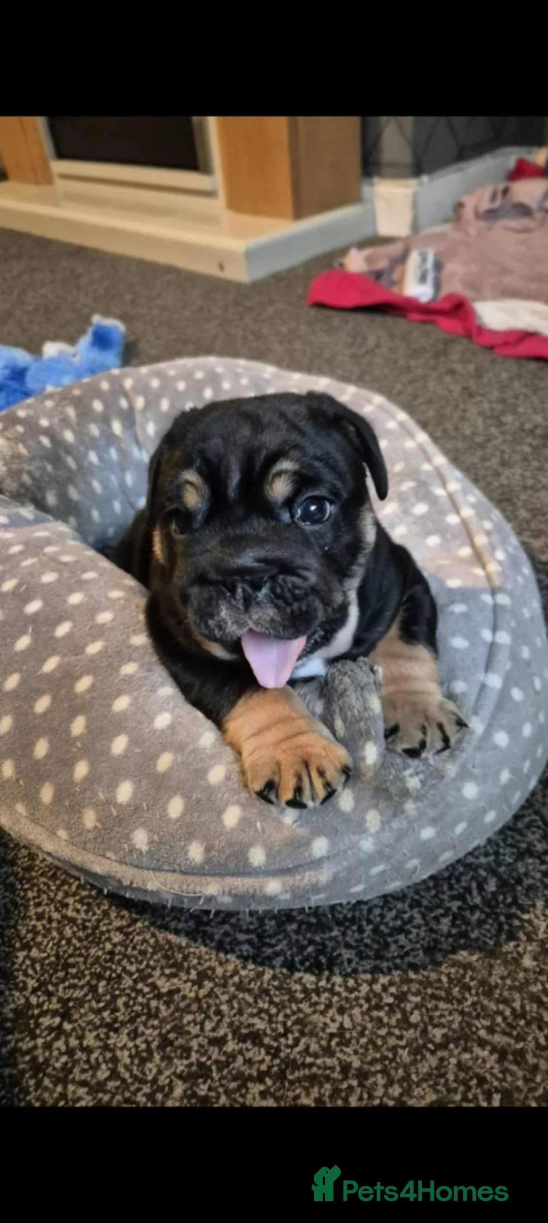 English Bulldog dogs for sale: 11 month KC Registered Black & Tan English Bulldog - Advert 2