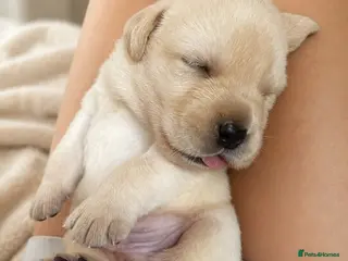 Labrador Retriever dogs Show bred Labrador puppies (parents health tested) - Advert 7