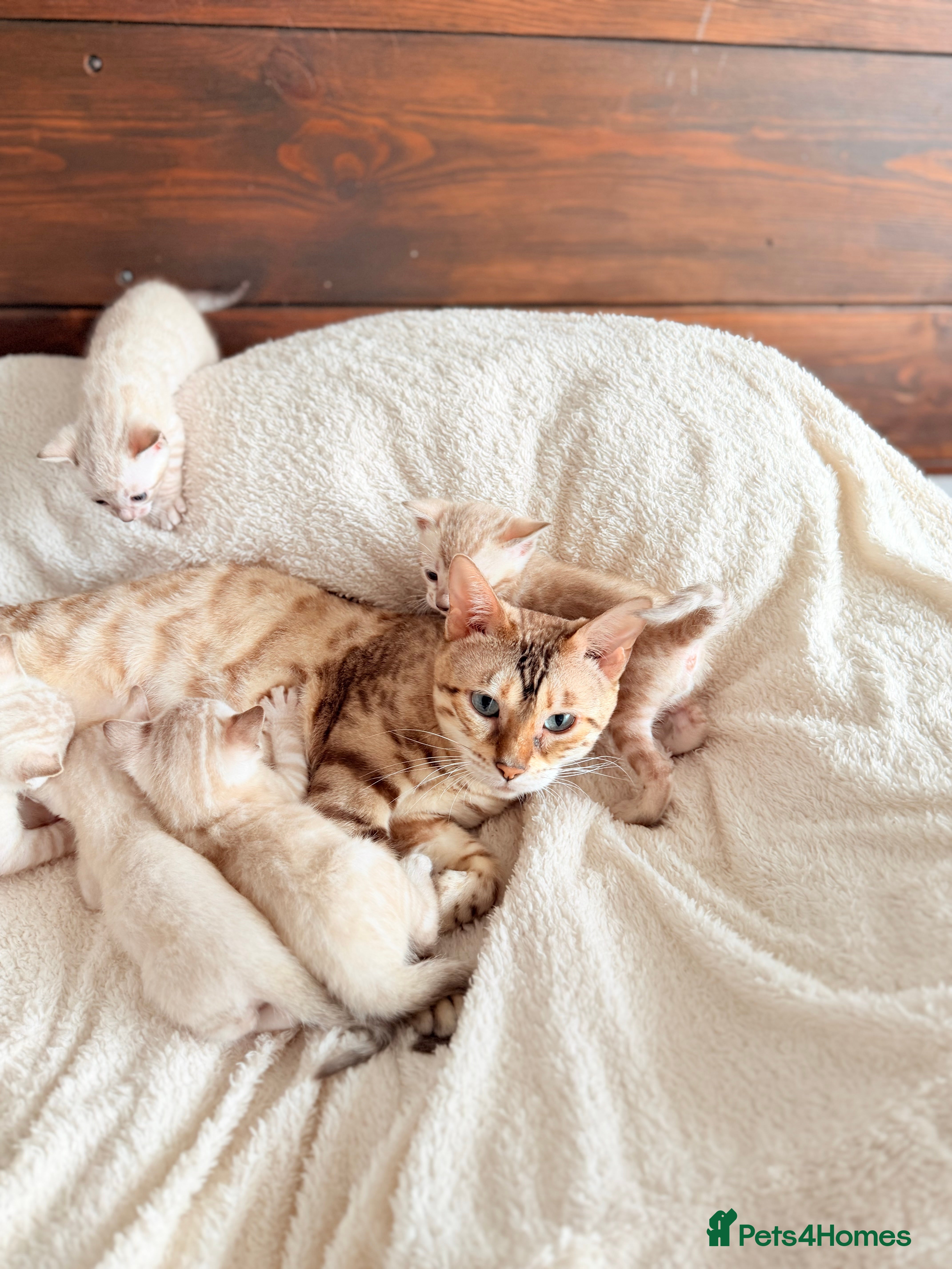 Bengal cats Pedigree Albino Bengal Kittens with Blue eyes! 🏆 - Advert 2