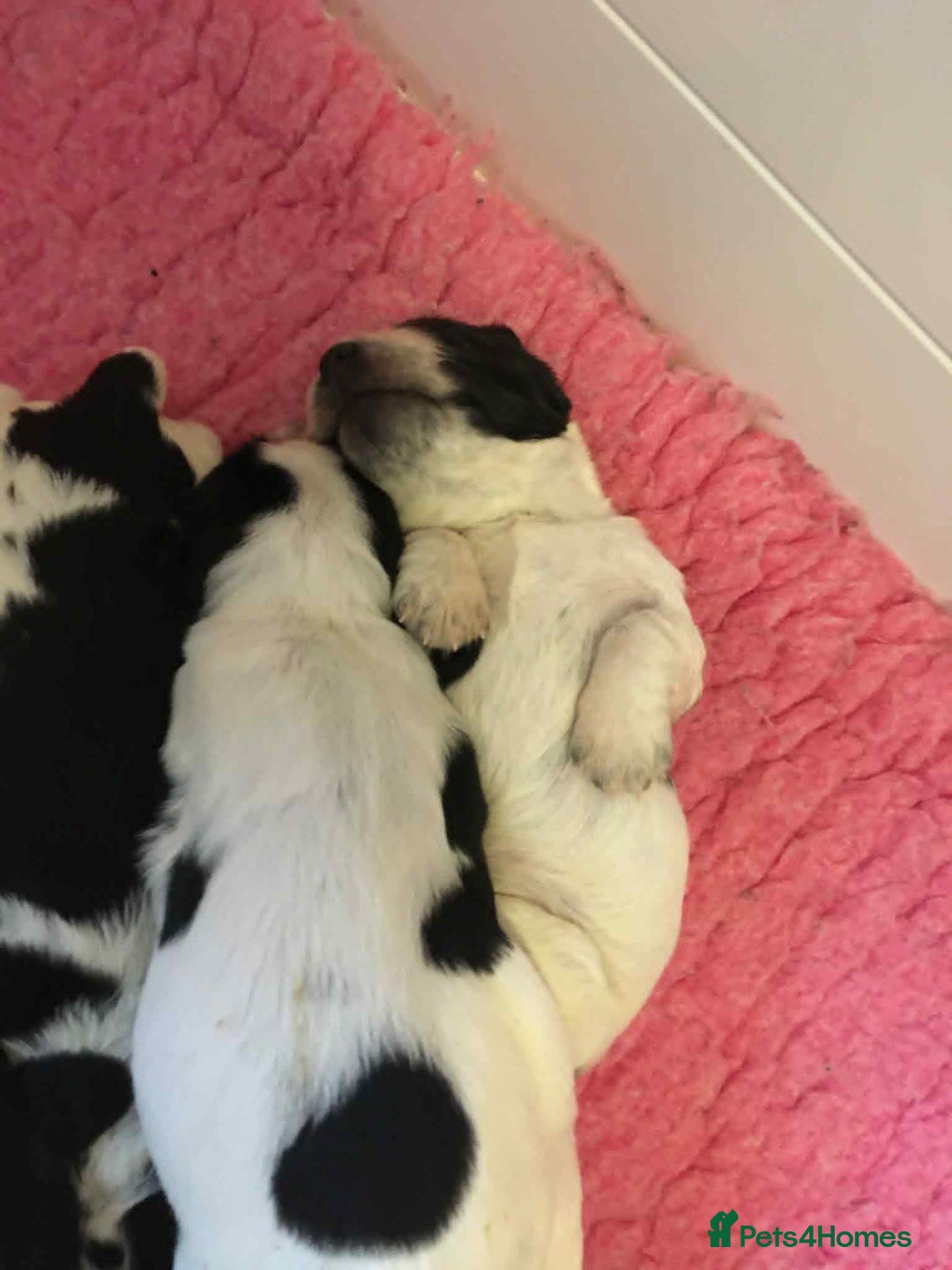 Sprocker dogs for sale: Adorable F1 Sprocker Spaniel Babies.  - Advert 12