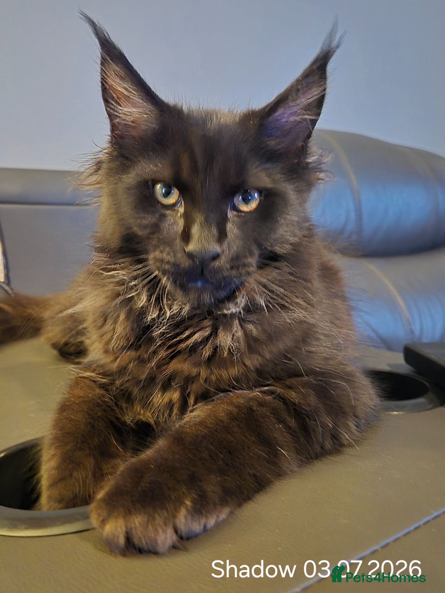 Maine Coon cats Maine Coon Kittens - Advert 5