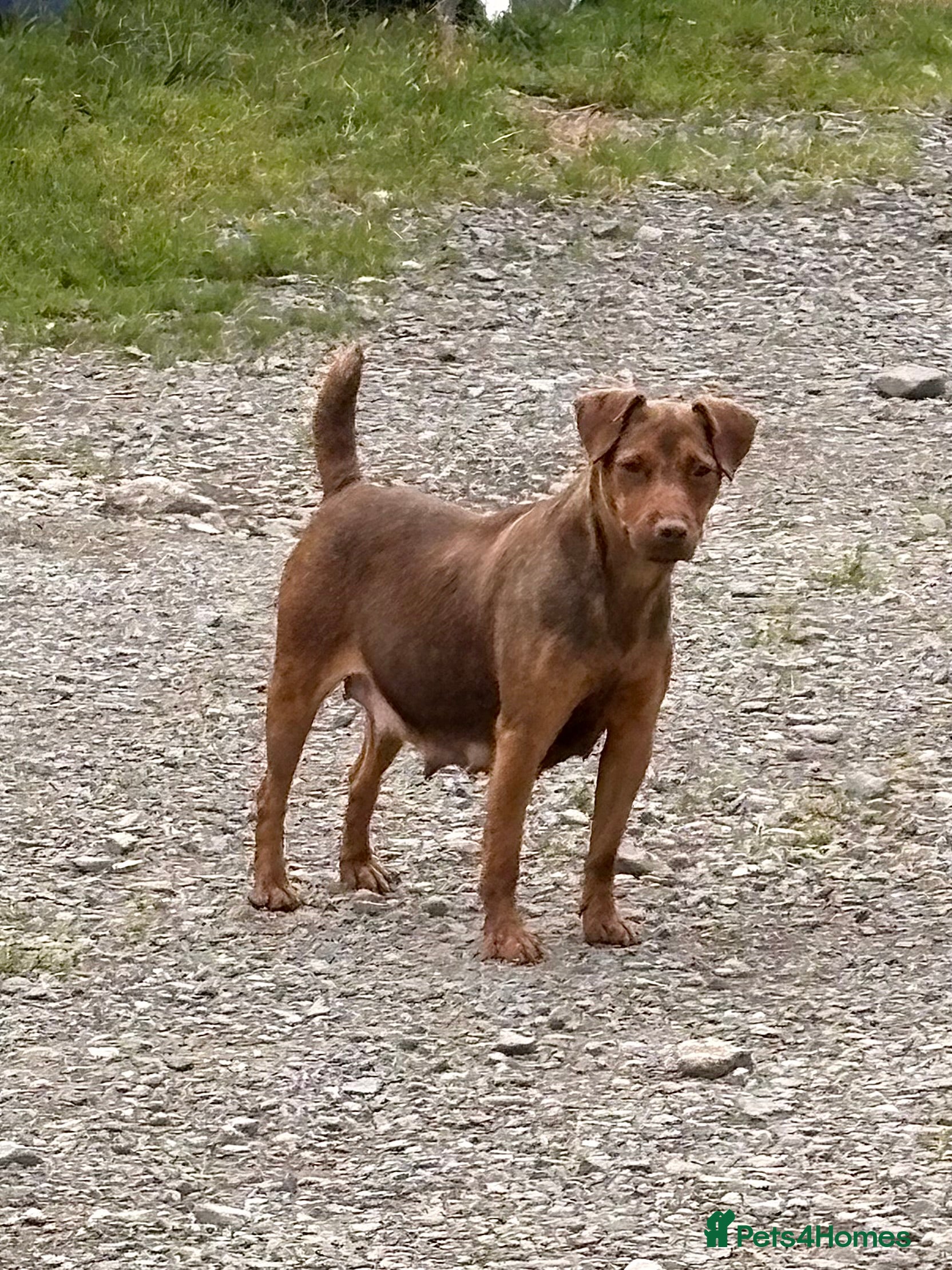Patterdale Terrier dogs Quality Patterdale Pups Available  - Advert 1