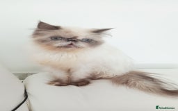 Persian cats for sale: Persian girl rehoming  - Image 4