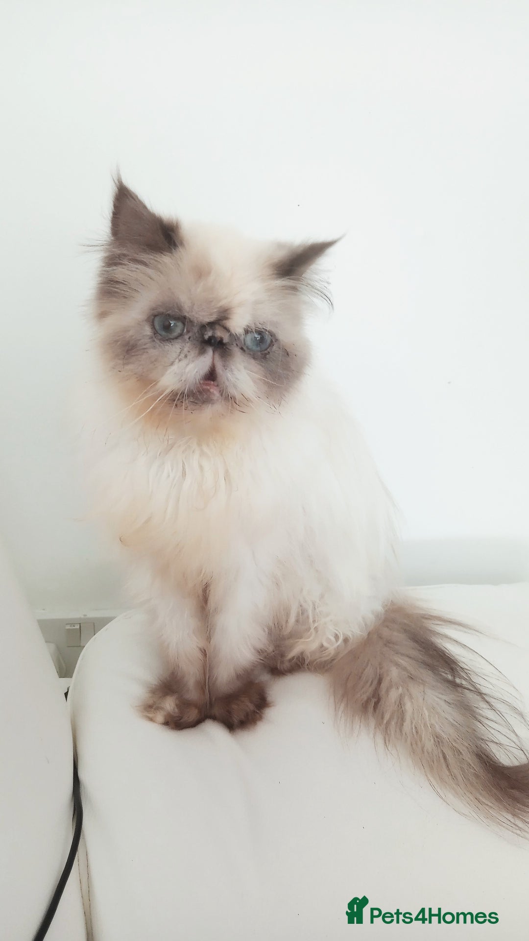 Persian cats for sale: Persian girl rehoming  - Image 4
