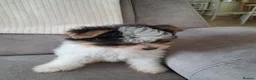 Mixed Breed dogs for sale: BEAUTIFUL POMCHON PUPS  FOR SALE - Advert 21