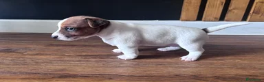 Jack Russell Puppy 4