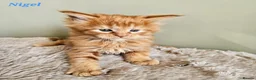Maine Coon cats for sale: Stunning Pedigree Maine Coon Kittens  - Advert 3