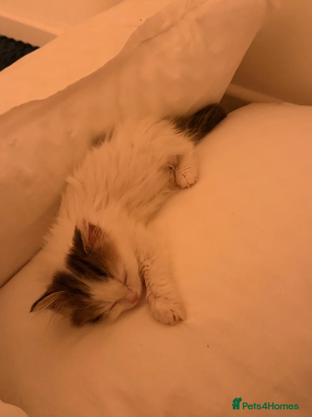 Mixed Breed cats for sale: Cutest most loving little angel - Advert 1