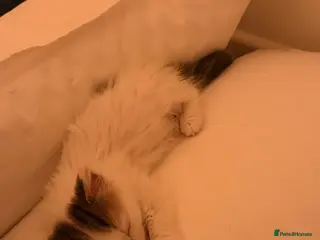 Mixed Breed cats Cutest most loving little angel - Advert 1