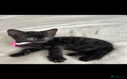 Bengal cats for sale: Pedigree bengal kittens available from 18/11/2025 - Advert 17