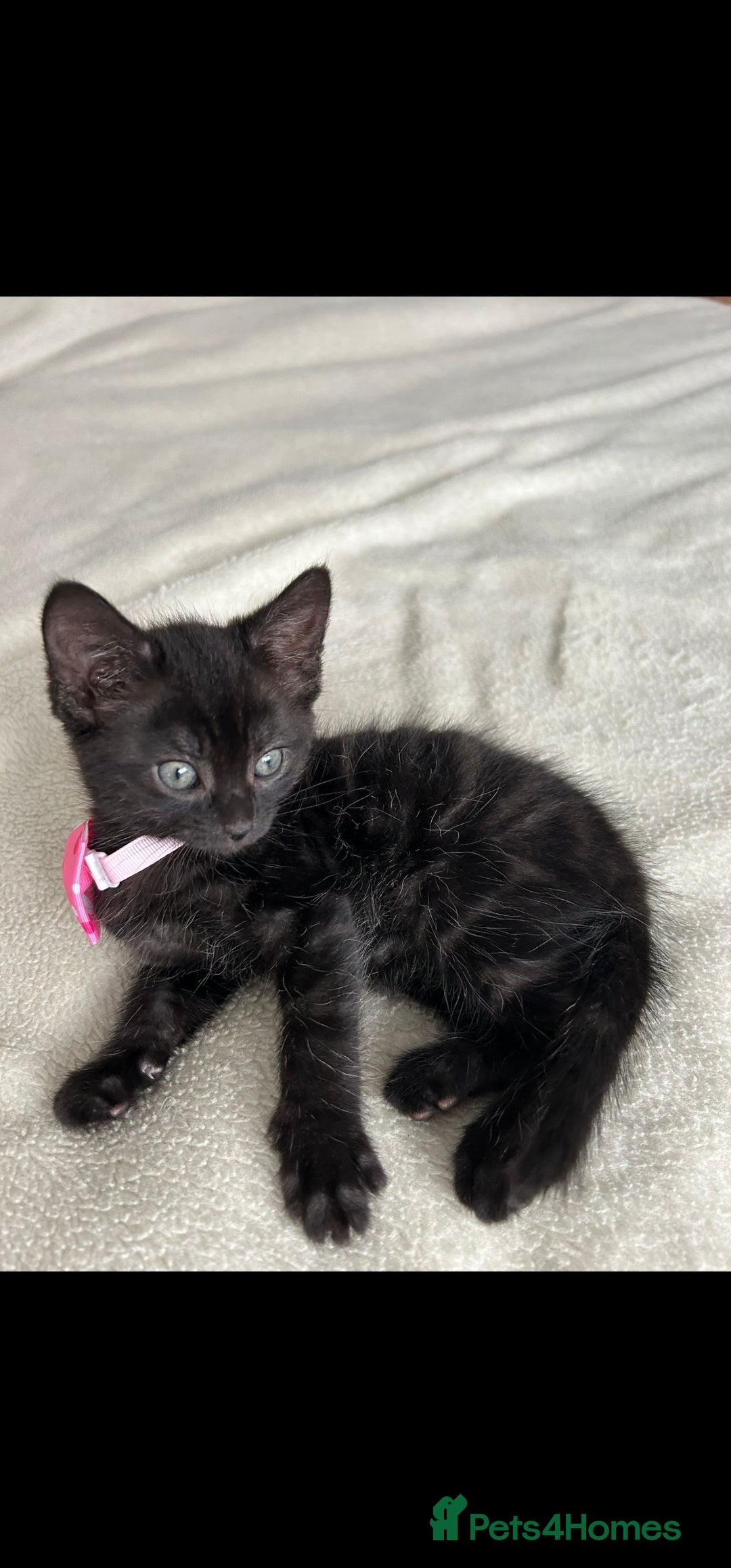 Bengal cats for sale: Pedigree bengal kittens available from 18/11/2025 - Advert 17