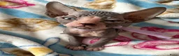 Sphynx cats for sale: Just 2 gorgeous boys left now - Advert 39