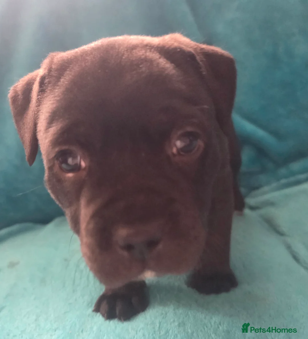 Staffordshire Bull Terrier dogs for sale: Stunning KC staffordshire bull terrier puppies  - Advert 4