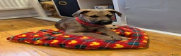 Mixed Breed dogs for sale: Belgian Malinois X Lurcher - Advert 1