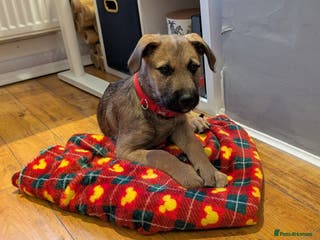 Mixed Breed dogs Belgian Malinois X Lurcher - Advert 1