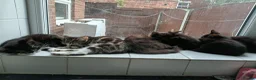 Mixed Breed cats for sale: Big Boo, Little Boo, Puss and Moo. in Preston - Advert 2