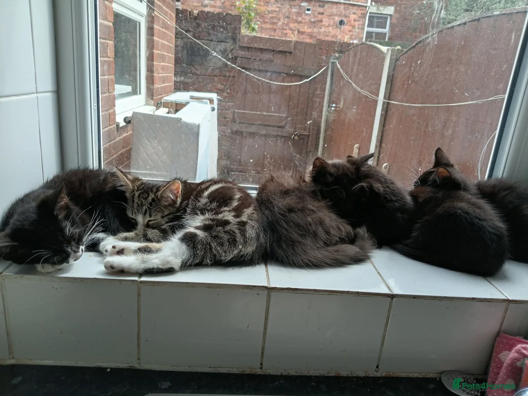 Mixed Breed cats for sale: Big Boo, Little Boo, Puss and Moo. in Preston - Advert 2