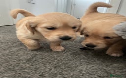 Golden Retriever dogs for sale: Golden retriever puppies - Image 12
