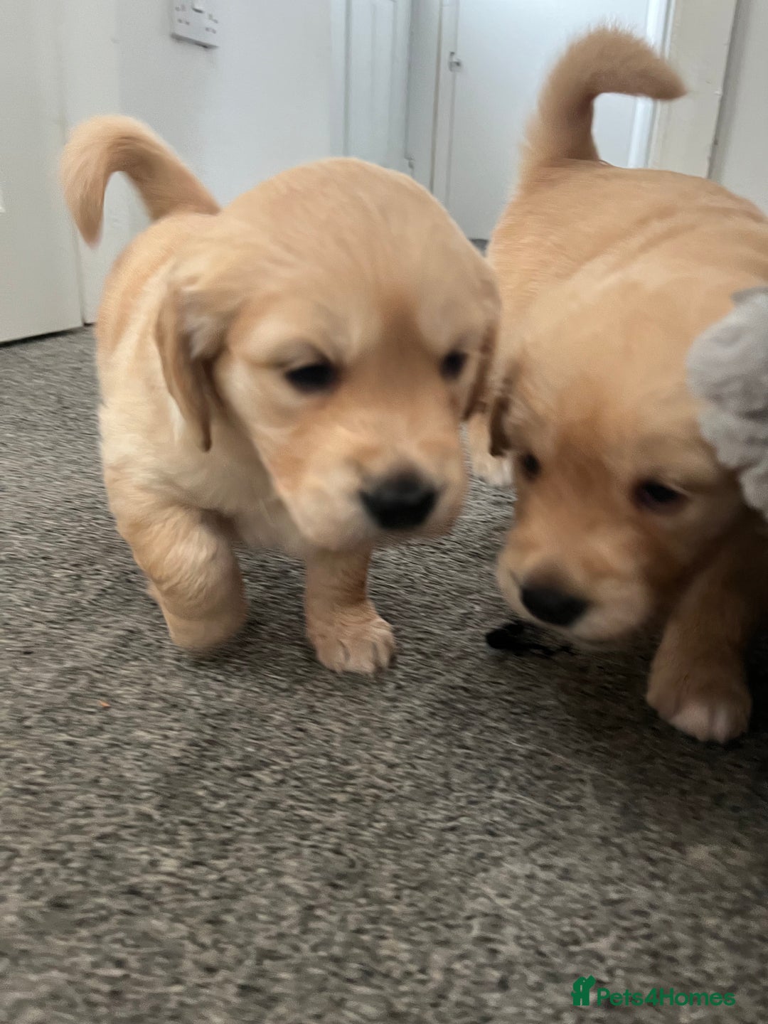 Golden Retriever dogs for sale: Golden retriever puppies - Image 12