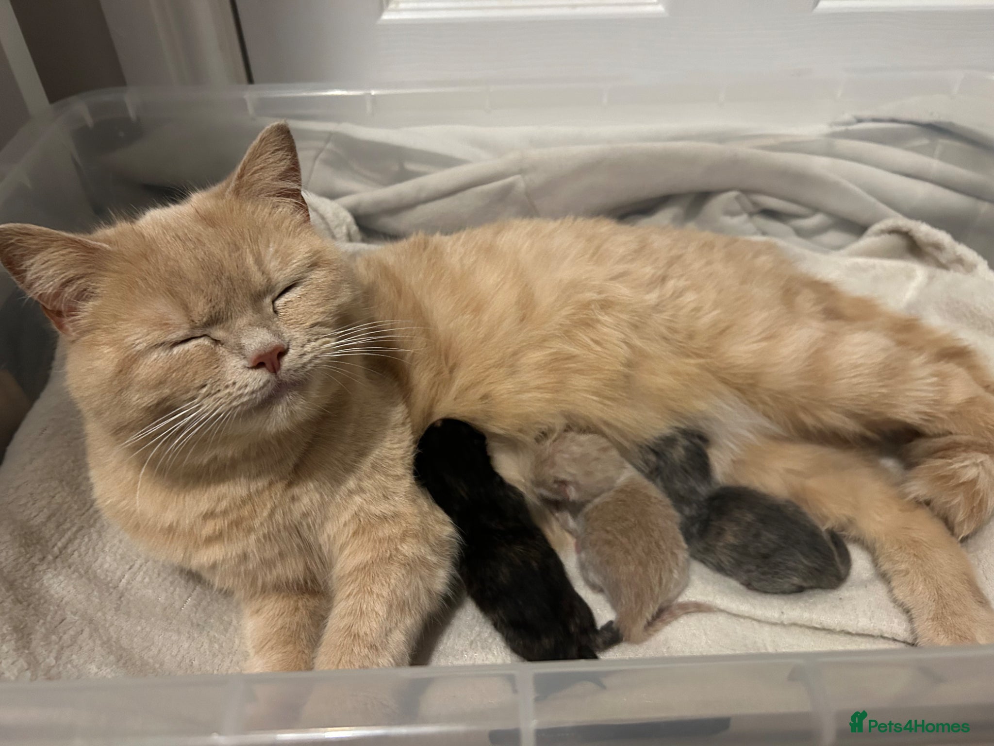 Mixed Breed cats 3 kittens for sale unique colourings - Advert 3