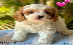 Cavapoo dogs for sale: Beautiful, mini Cavapoo Puppies - Image 3
