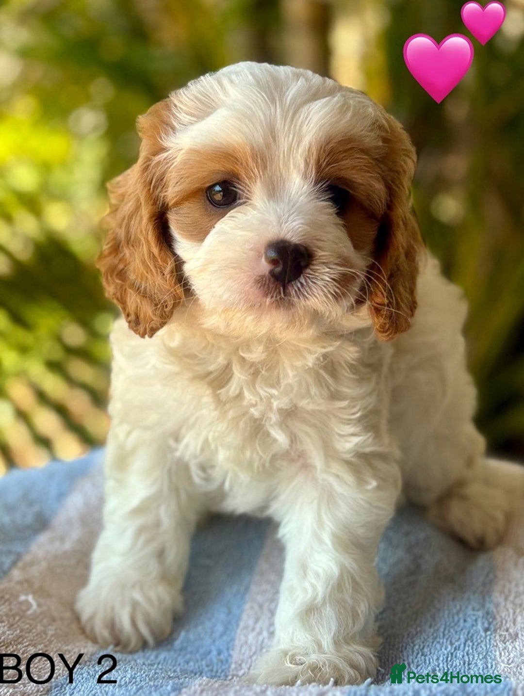Cavapoo dogs for sale: Beautiful, mini Cavapoo Puppies - Image 3