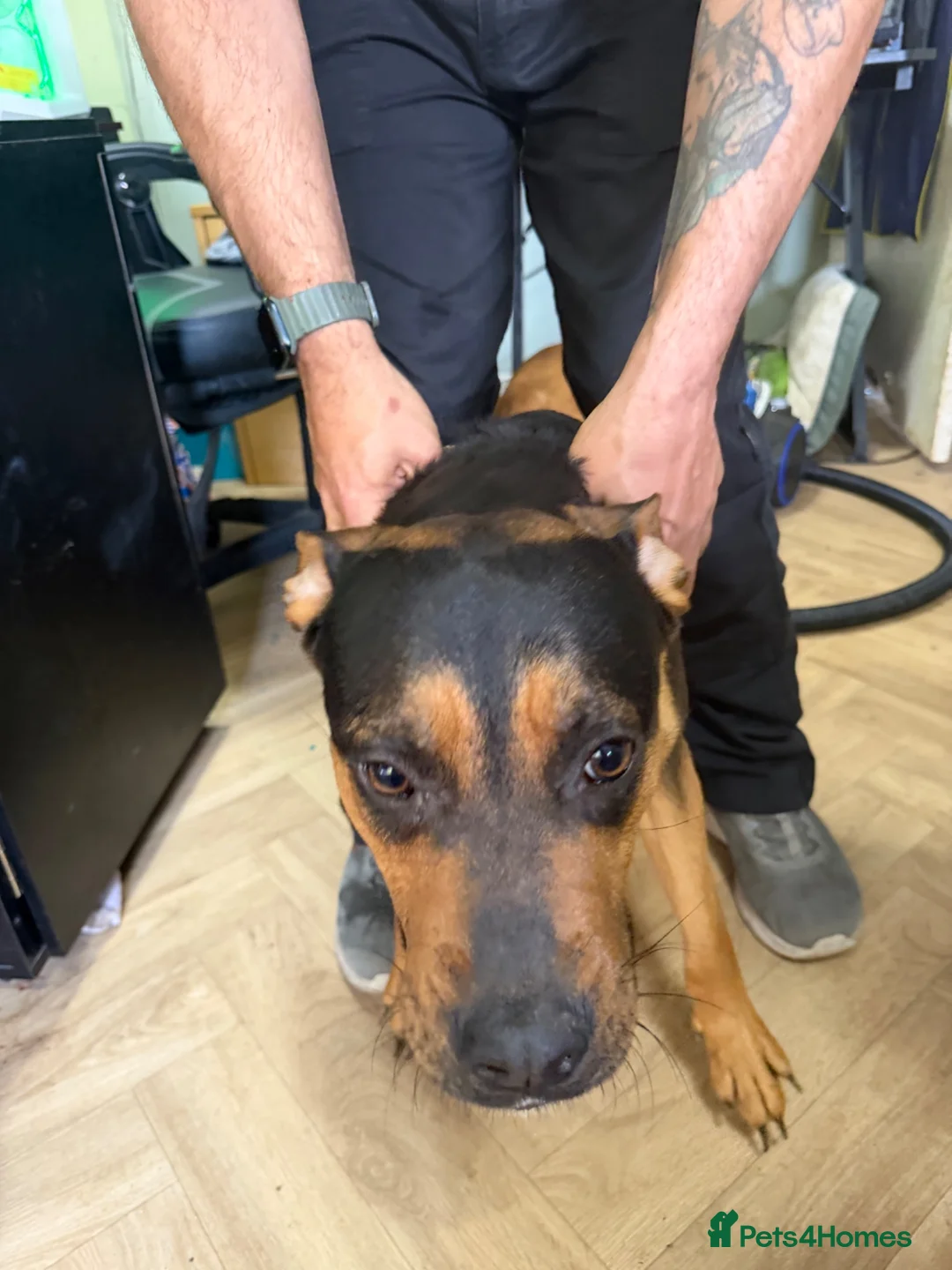 Mixed Breed dogs for sale: Vader for rehoming - Advert 2