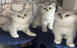 British Shorthair cats for sale: Pure breed British shorthair kittens - Image 3