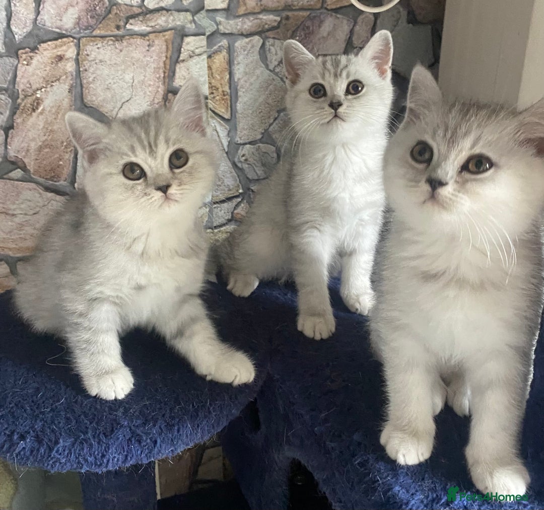 British Shorthair cats for sale: Pure breed British shorthair kittens - Image 3