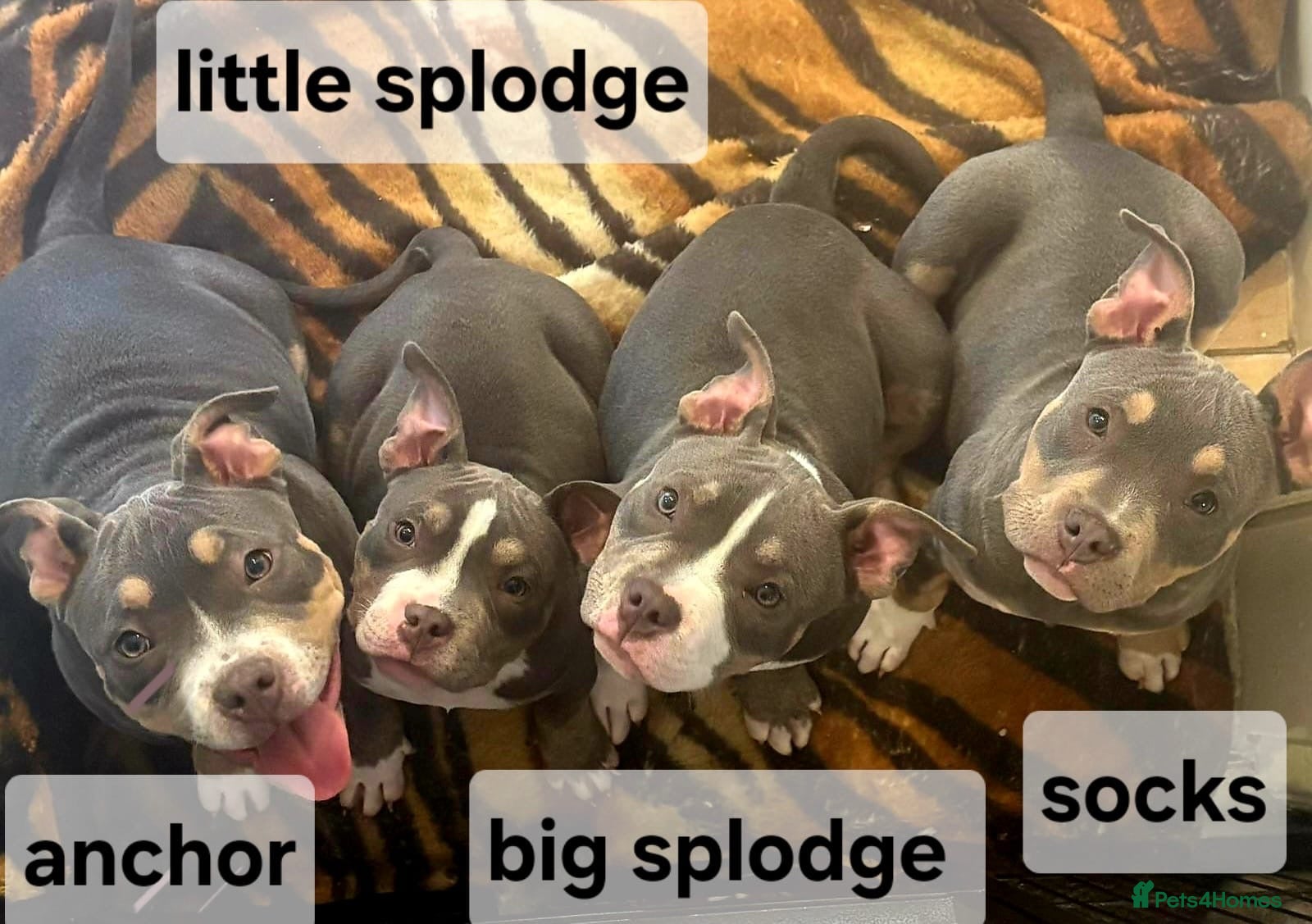 American Bully dogs Blue & lilac tri pocket bully’s  - Advert 18