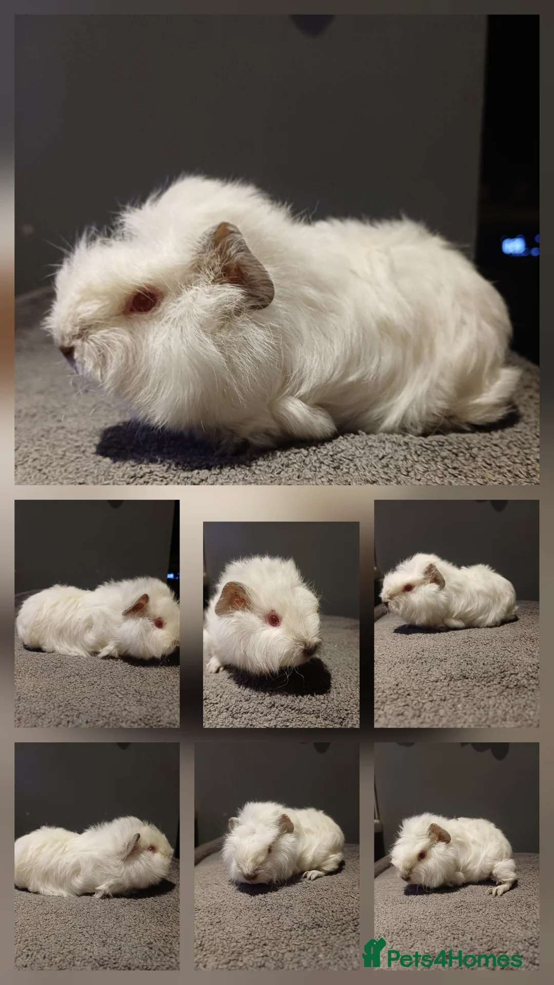 Guinea Pig rodents for sale: Skinny/wolfies? Swiss and teddys - Advert 5