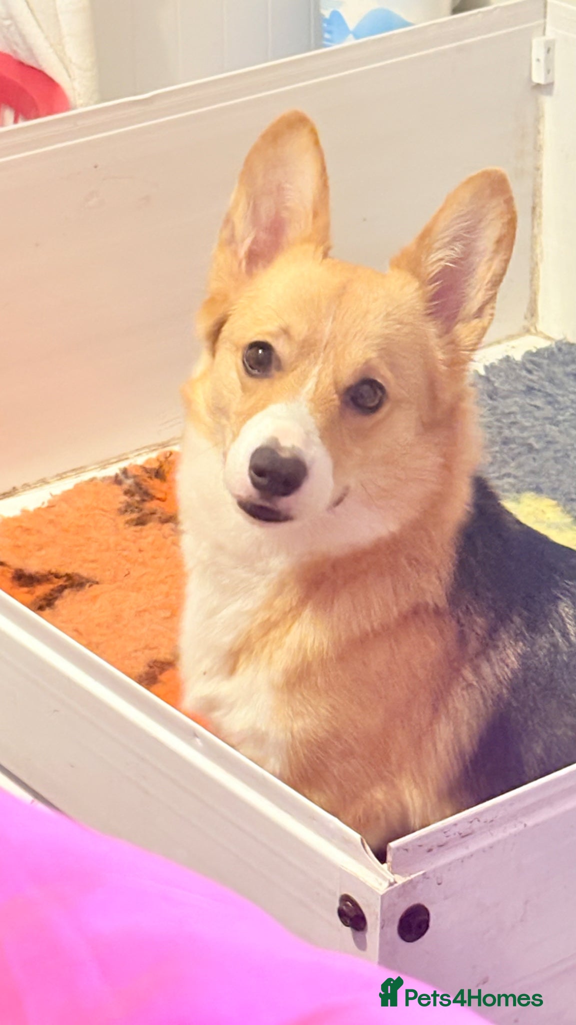 Welsh Corgi Pembroke dogs Beautiful Pembrokeshire corgi pups  - Advert 1