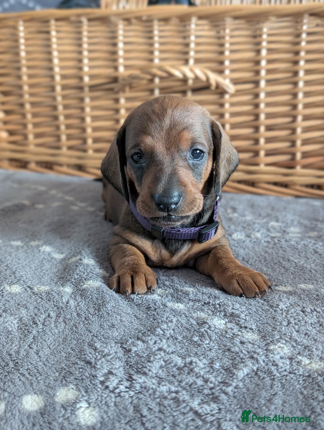 Dachshund dogs for sale: Quality Dachshund Standard Smooth Hair  - Advert 13