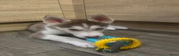Siberian Husky dogs for sale: Siberian Husky puppies  - Advert 29
