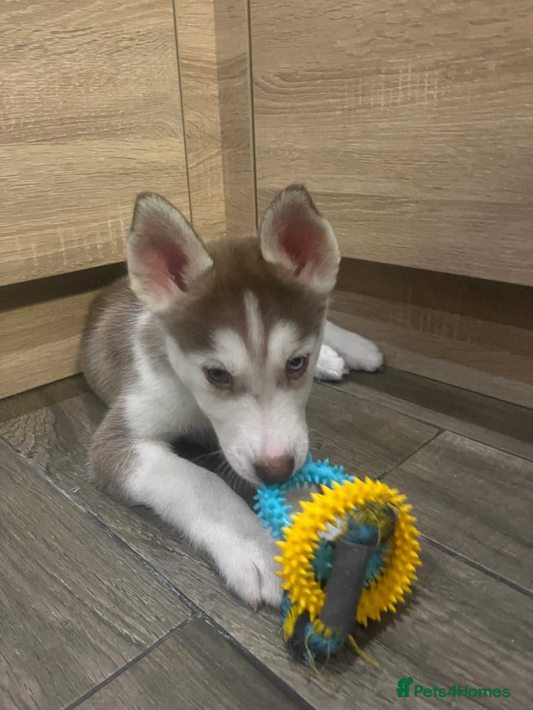 Siberian Husky dogs for sale: Siberian Husky puppies  - Advert 29