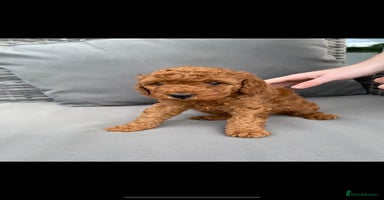 Miniature Poodle dogs - Advert 4